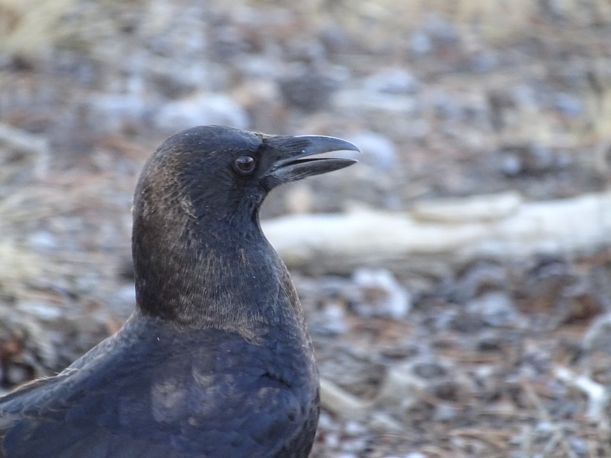 American Crow - ML273097071