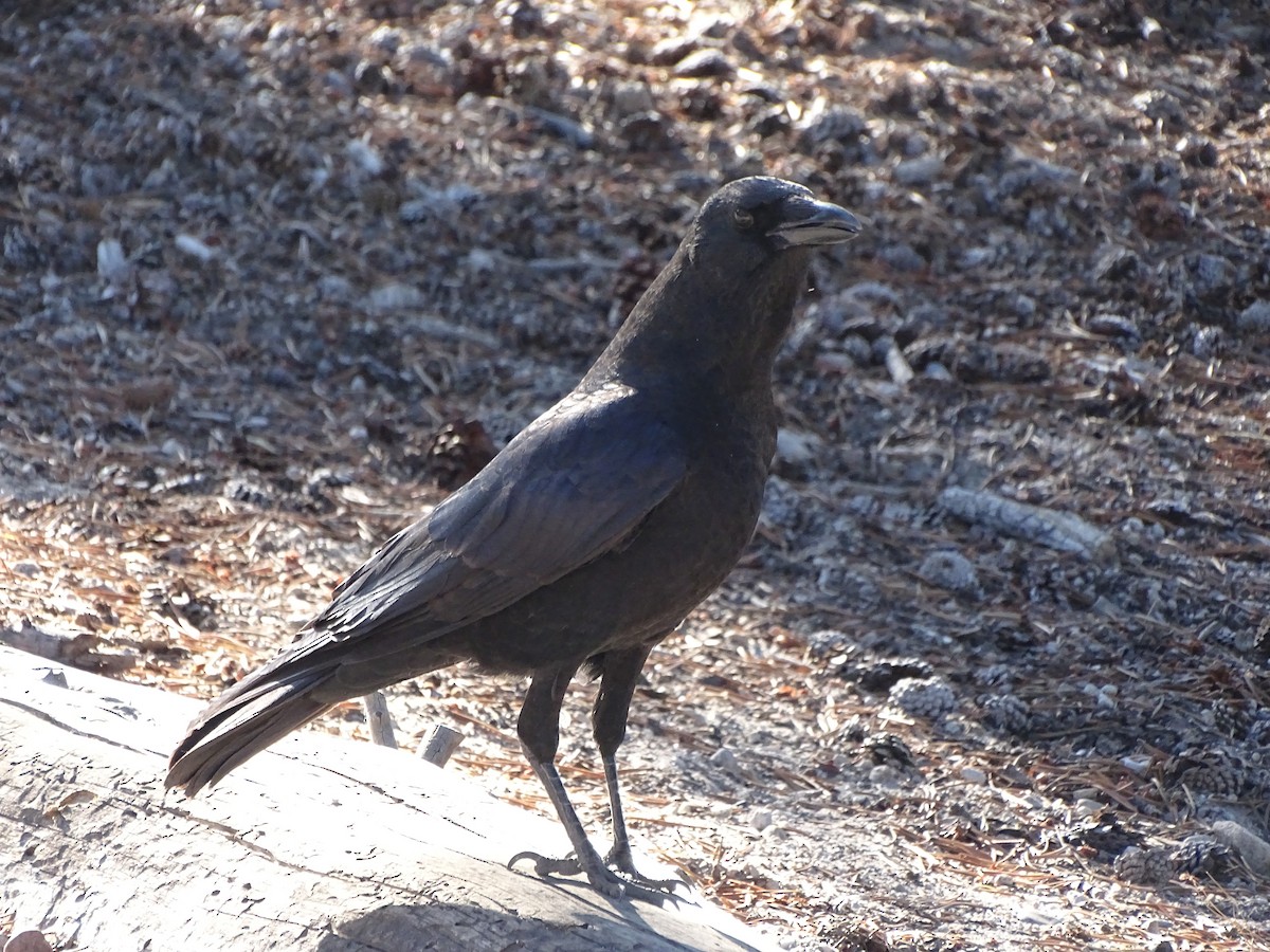 American Crow - ML273097101