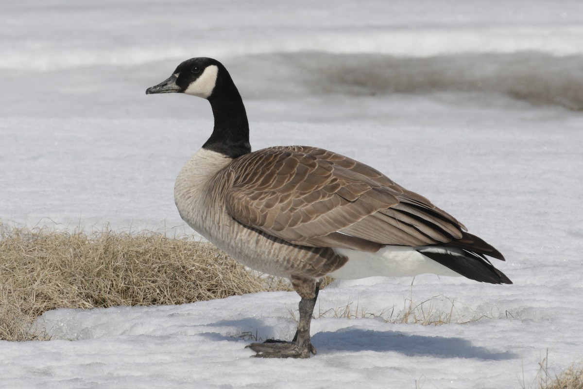 Canada Goose - Cameron Eckert
