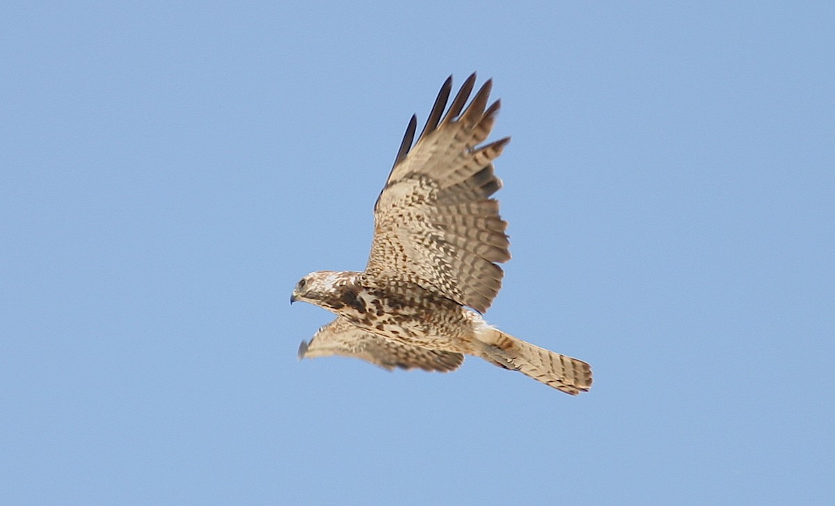 Swainson's Hawk - Jerry Liguori