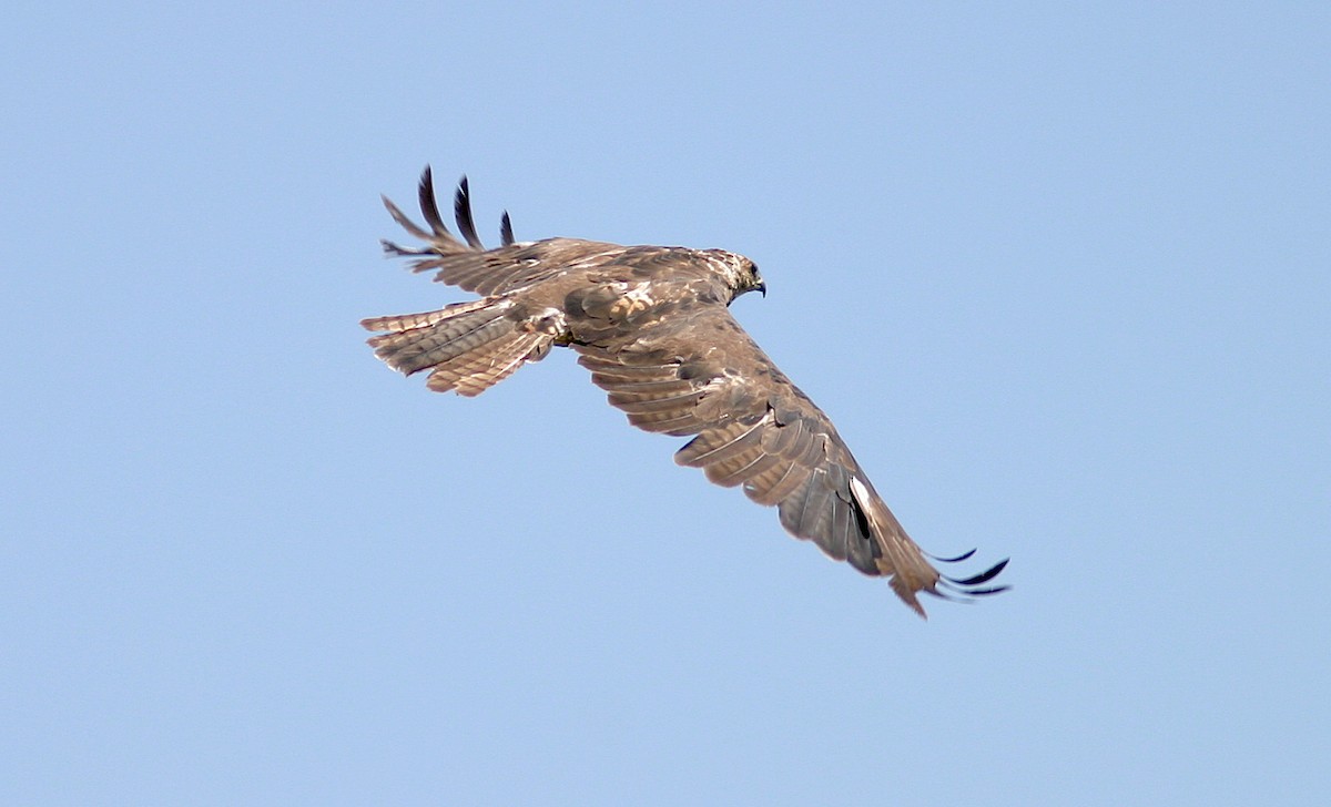 Swainson's Hawk - Jerry Liguori