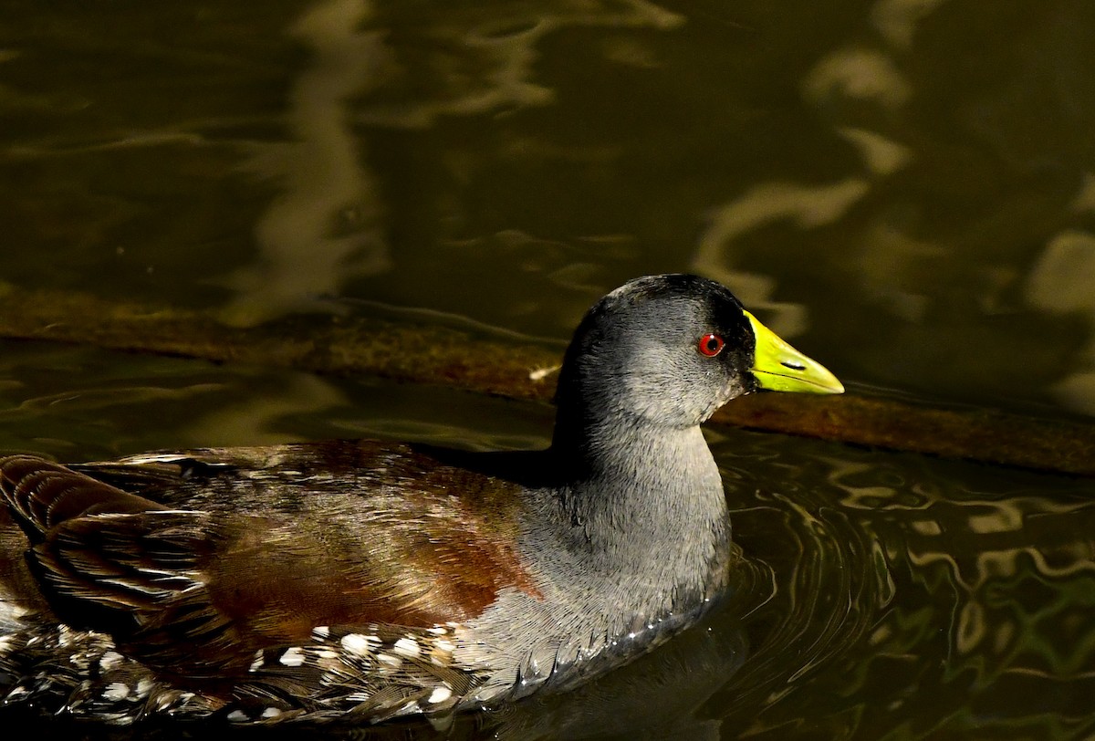 Spot-flanked Gallinule - ML273098501