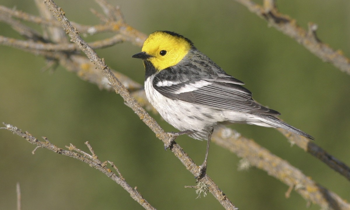 Hermit Warbler - ML27309871