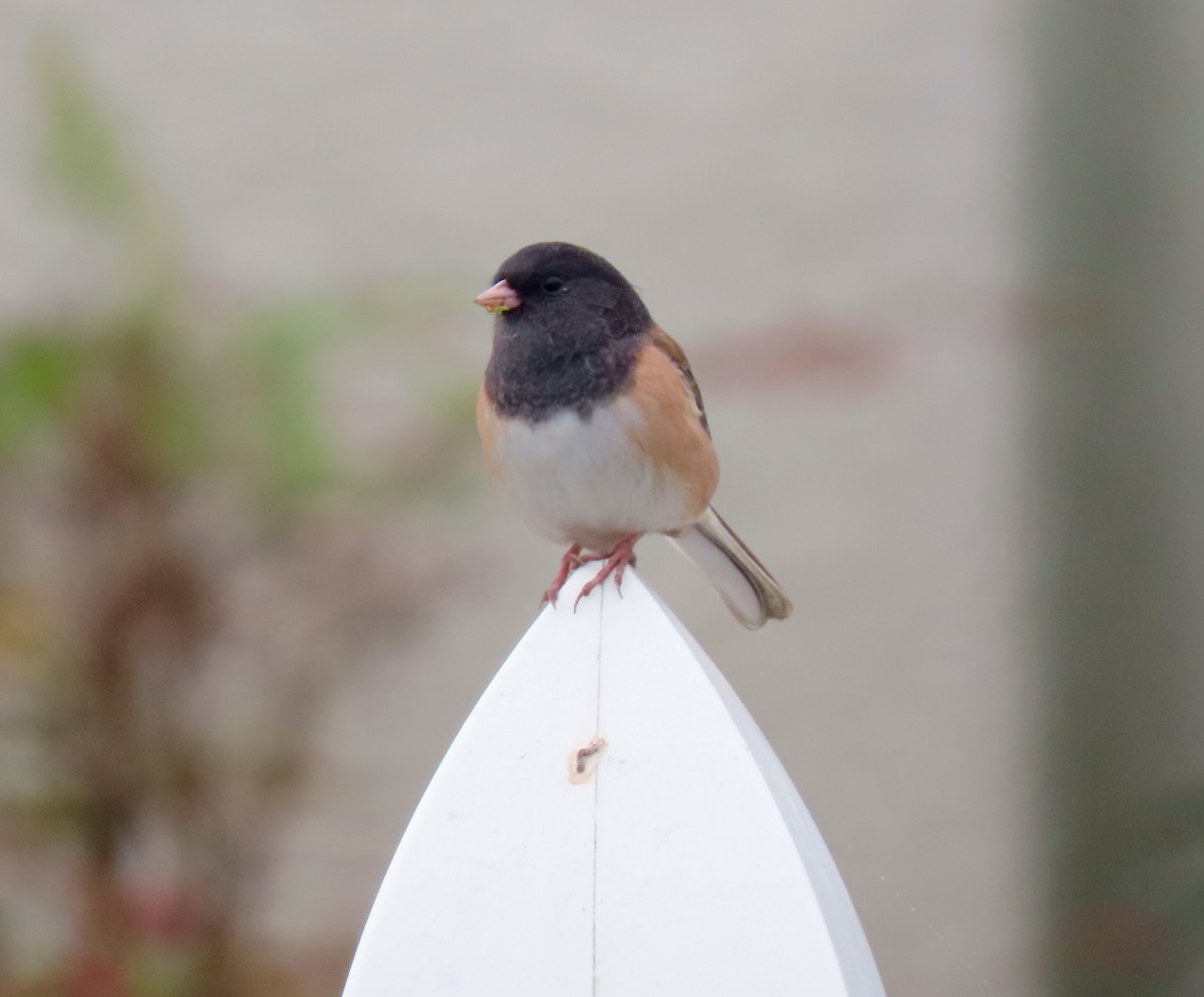 Dark-eyed Junco - Petra Clayton