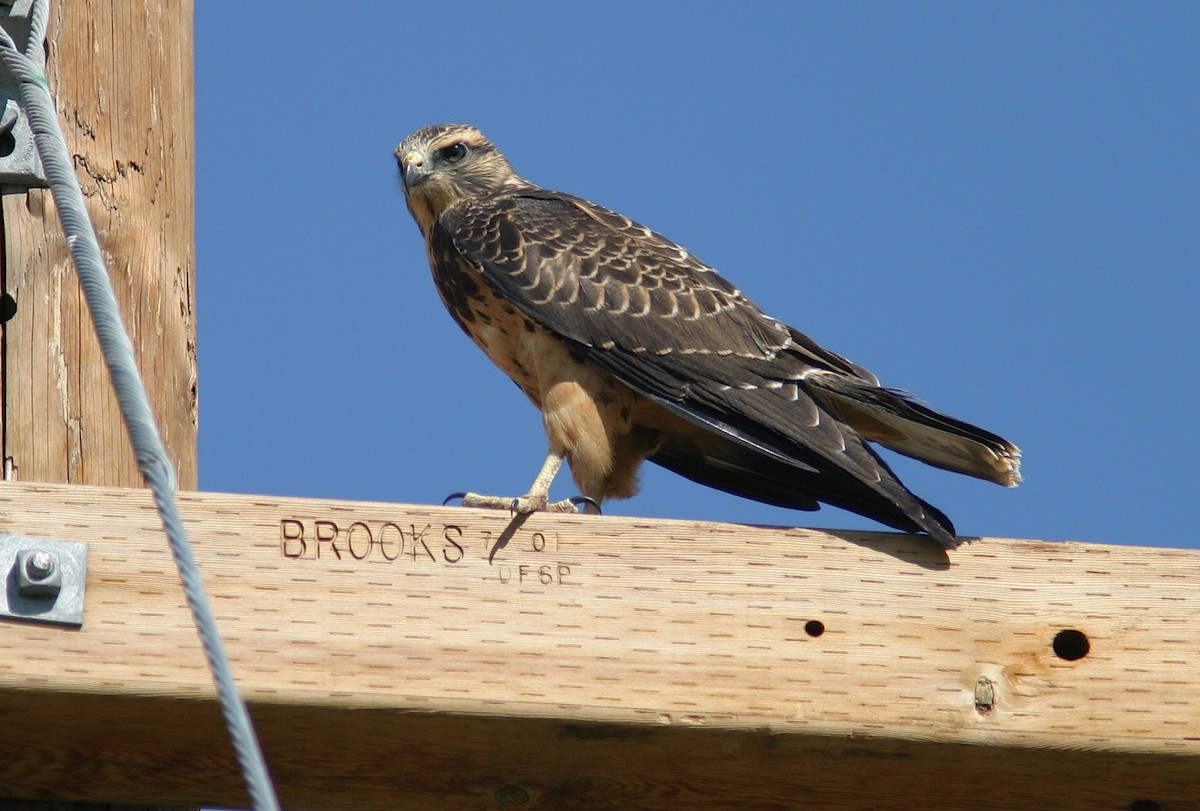 Swainson's Hawk - Jerry Liguori