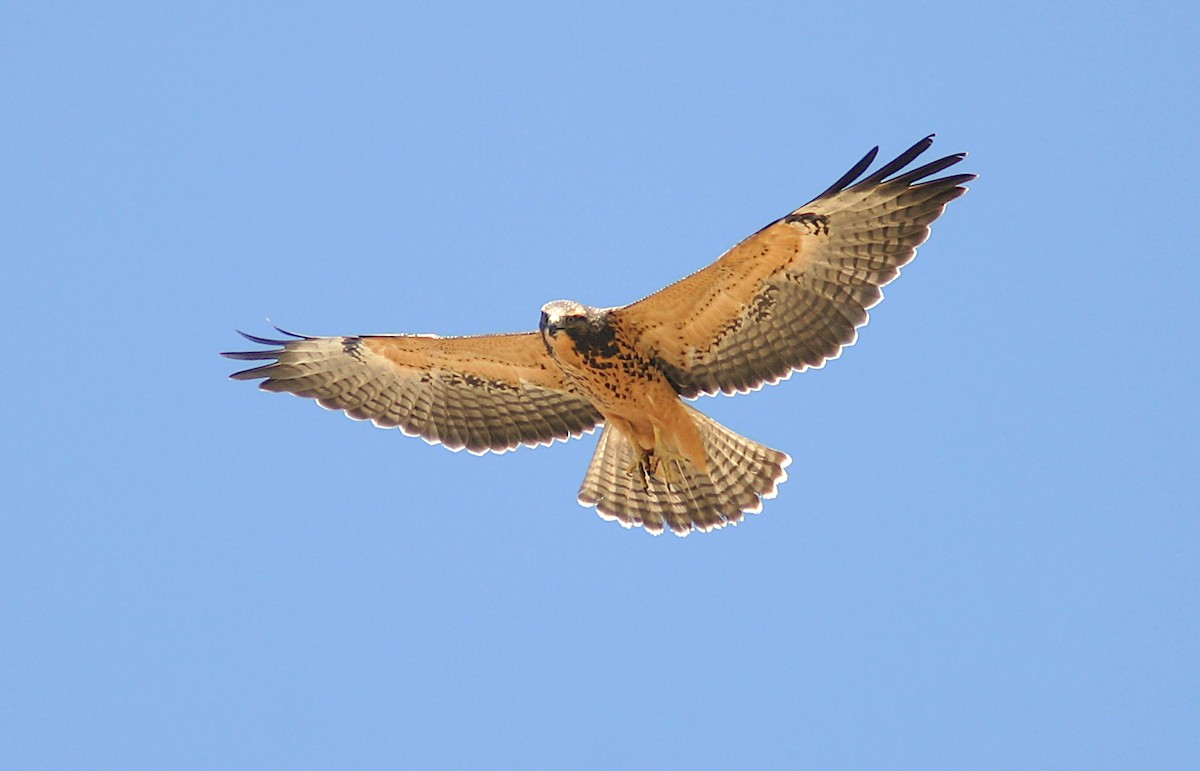 Swainson's Hawk - Jerry Liguori