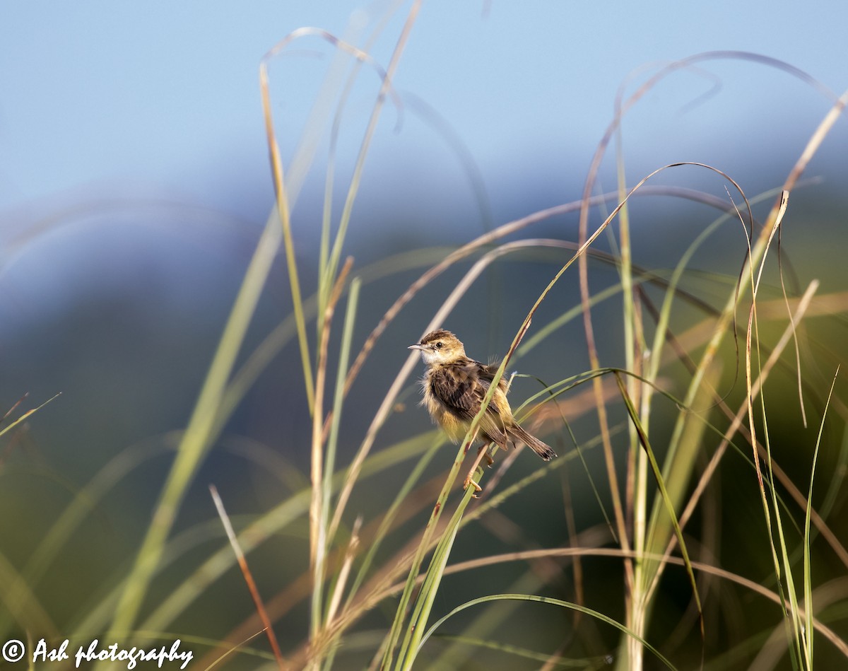 Zitting Cisticola - ML273104121