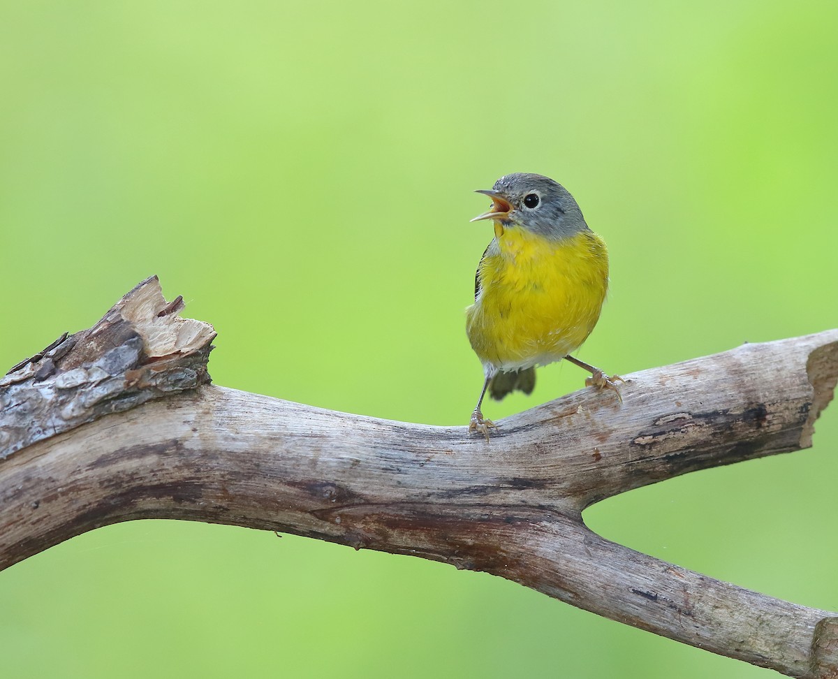 Nashville Warbler - ML273105671