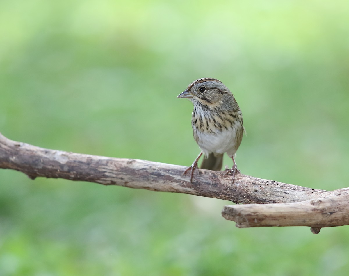 Lincoln's Sparrow - ML273105731