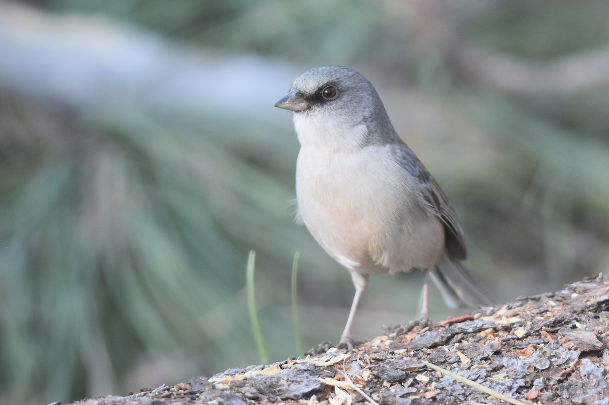 Junco Ojioscuro/Ojilumbre - ML273105891