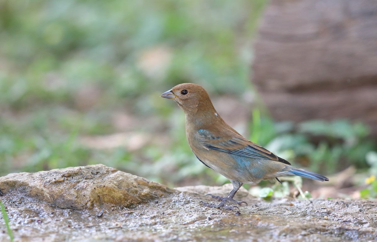 Indigo Bunting - ML273105941
