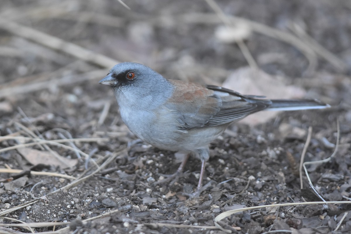 Junco Ojioscuro/Ojilumbre - ML273106211