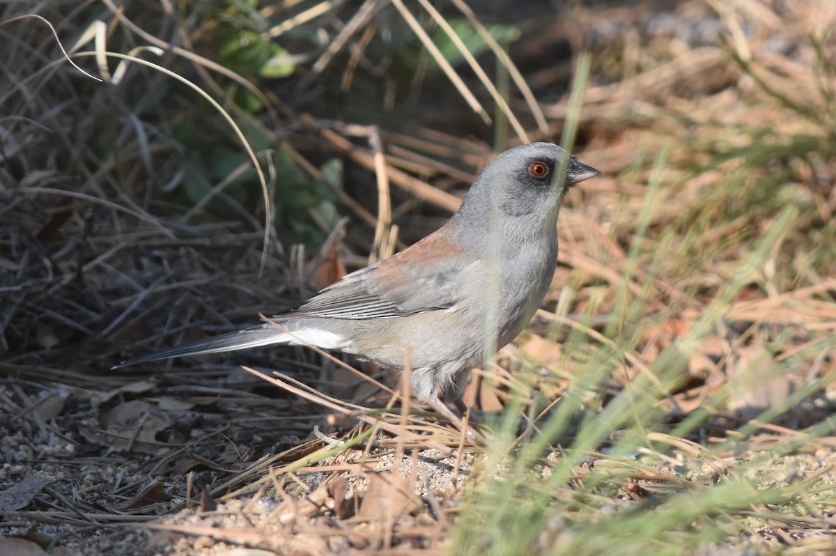 Dark-eyed/Yellow-eyed Junco - Caleb Strand