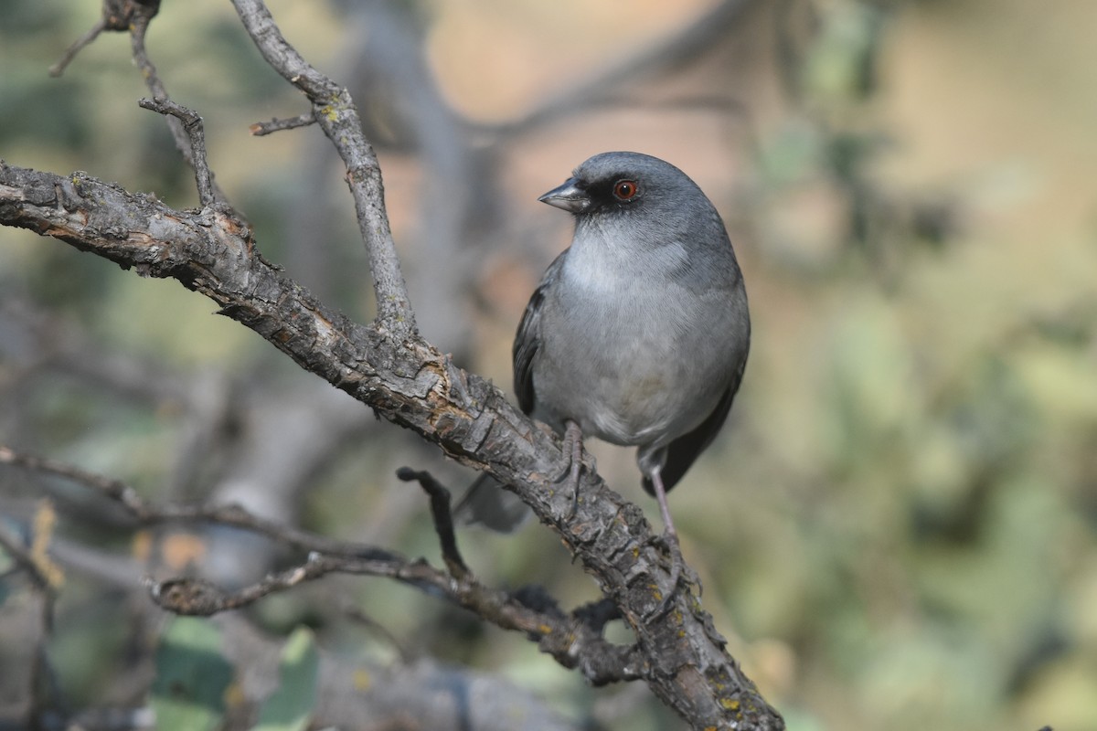 Dark-eyed/Yellow-eyed Junco - Caleb Strand