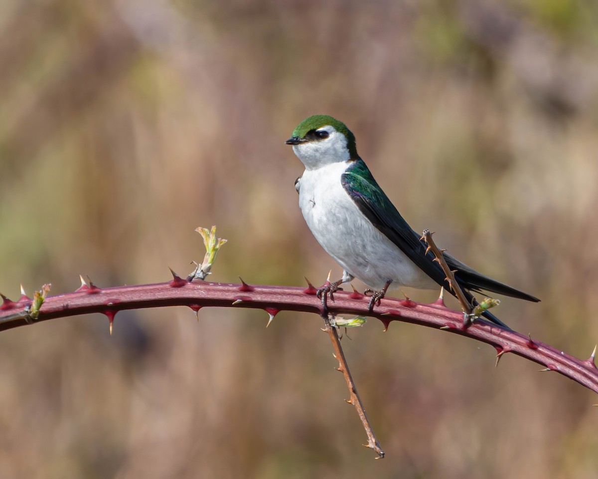 Violet-green Swallow - ML273107381