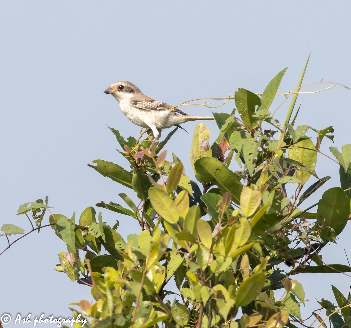 Bay-backed Shrike - ML273108341