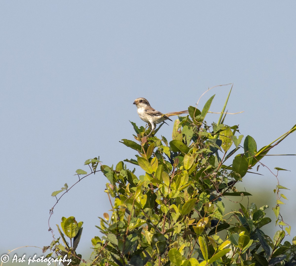 Bay-backed Shrike - ML273108361