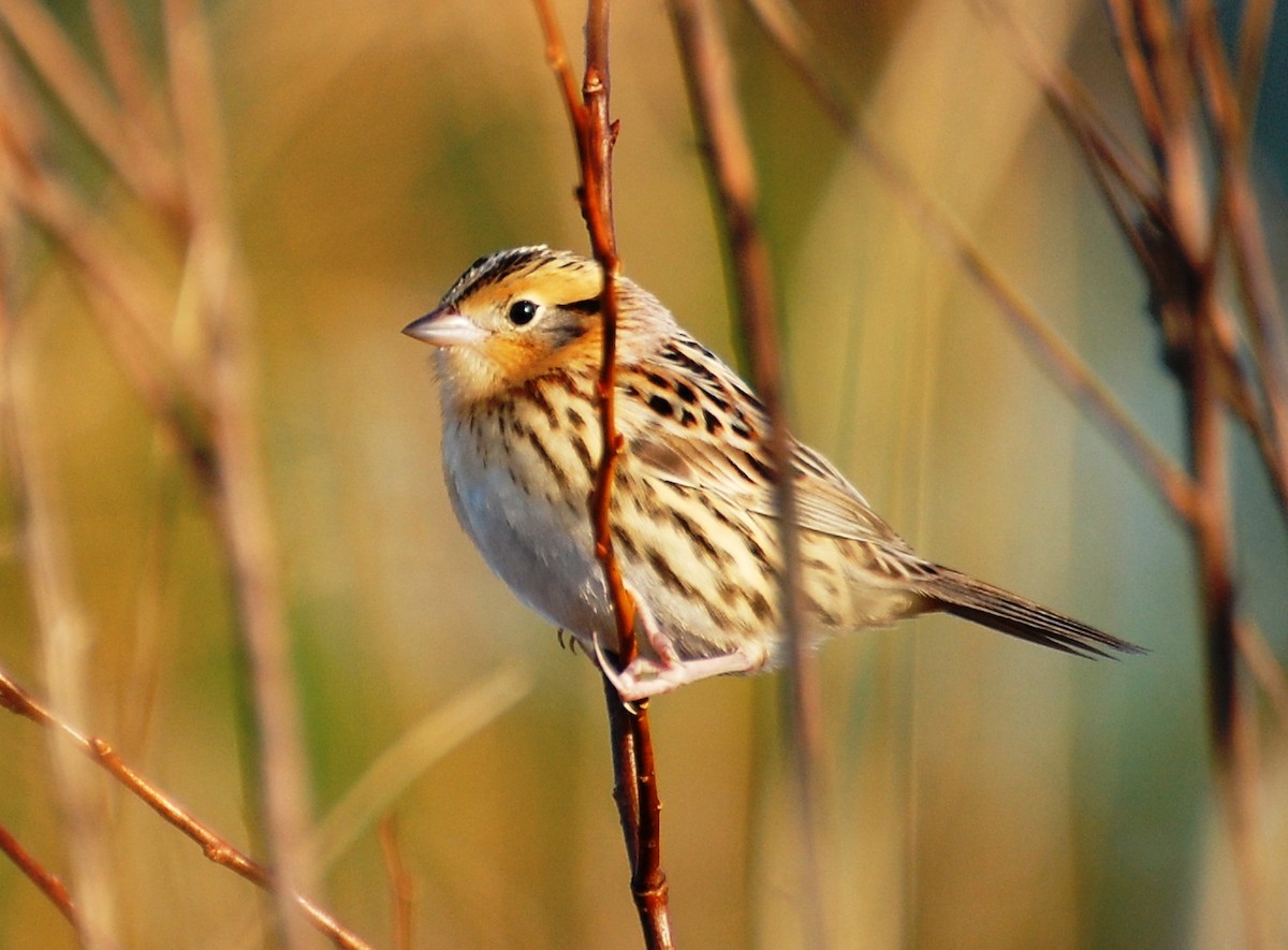 LeConte's Sparrow - ML27310881