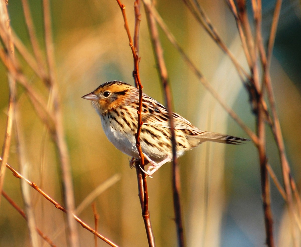 LeConte's Sparrow - ML27310891