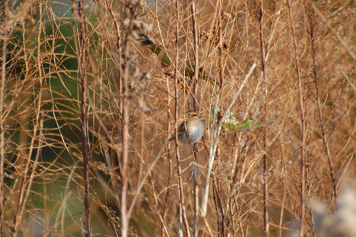 LeConte's Sparrow - ML27310911