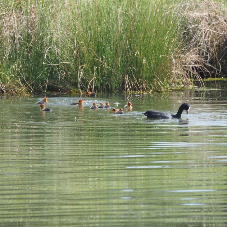 Eurasian Coot - ML273110851