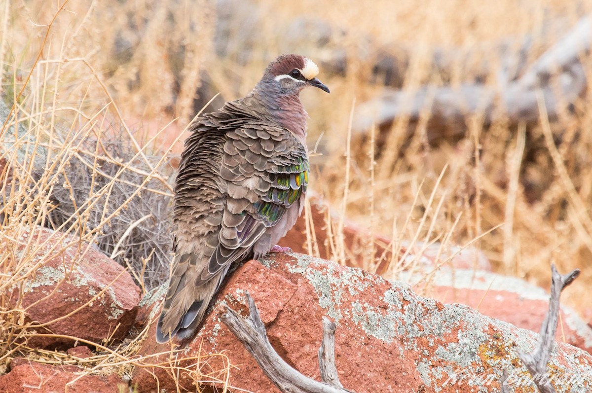 Common Bronzewing - ML273115211