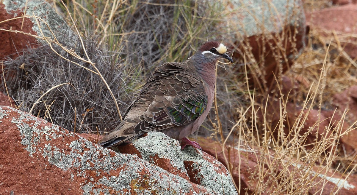 Common Bronzewing - ML273115231