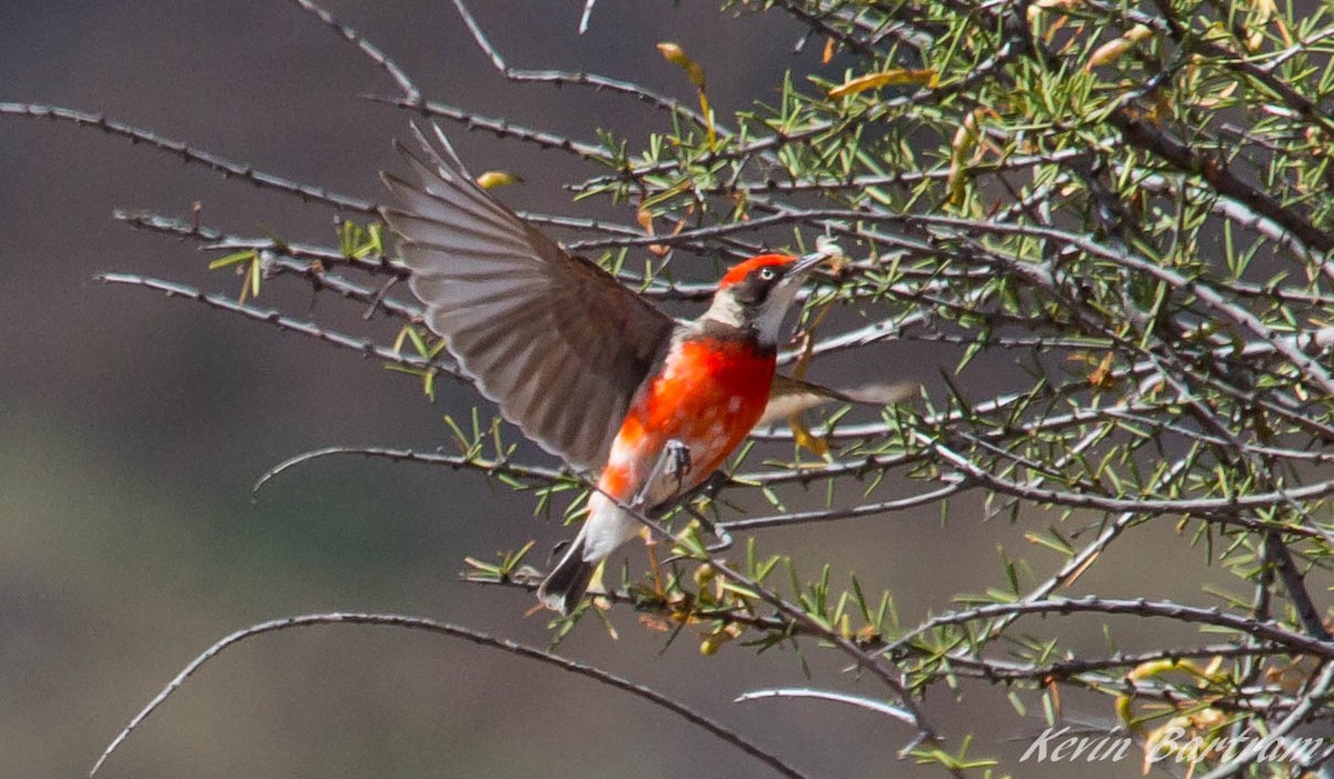 Crimson Chat - ML273115241
