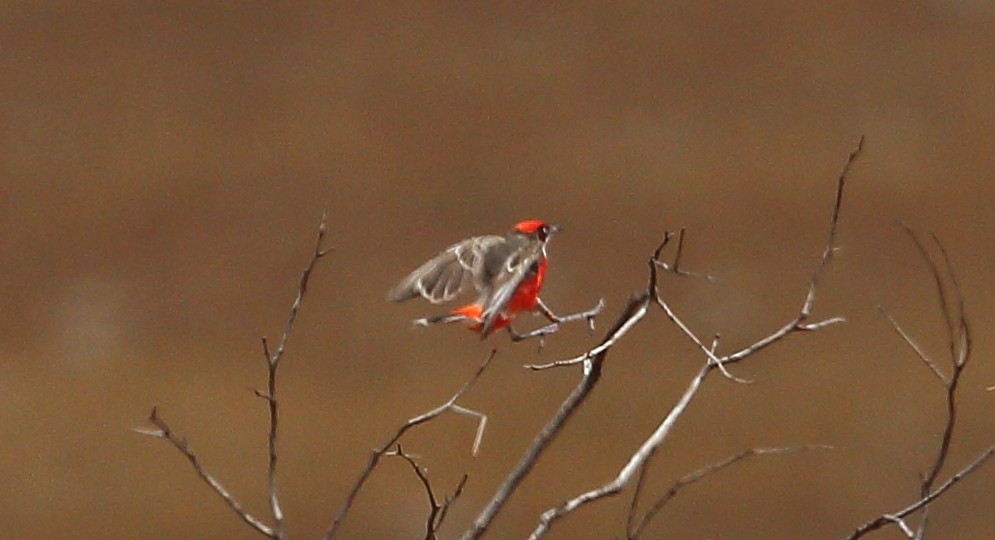 Crimson Chat - ML273115261