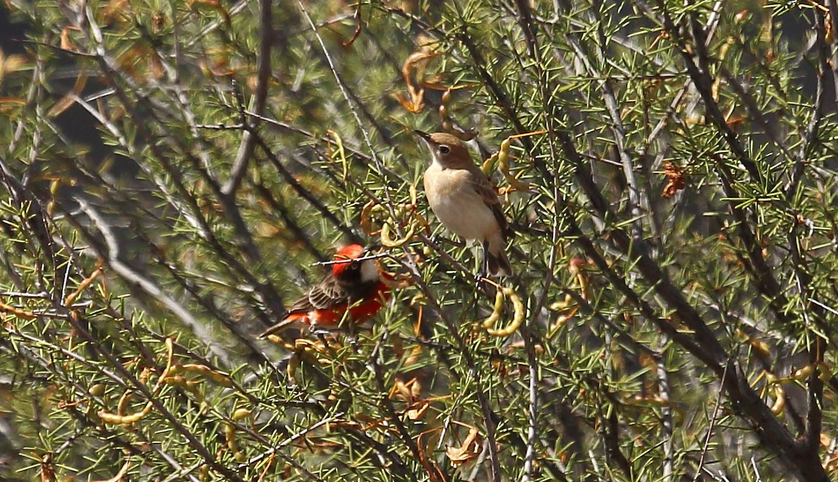 Crimson Chat - ML273115281