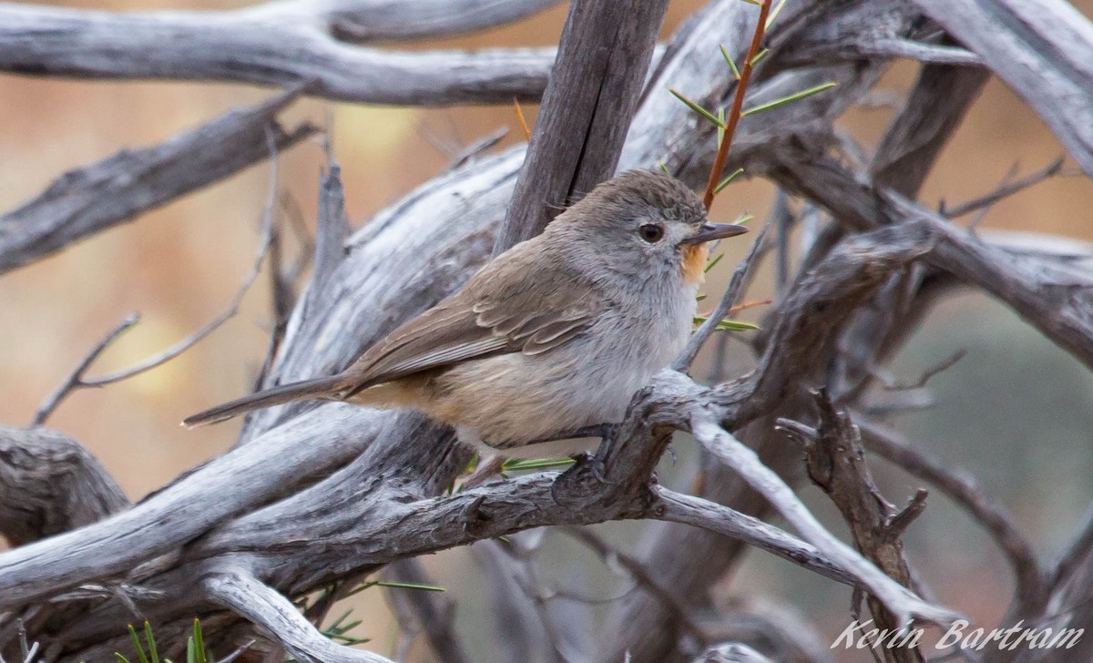Redthroat - ML273115321