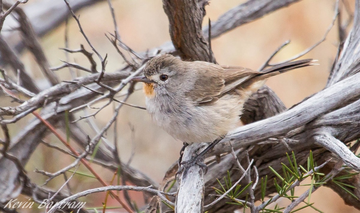 Redthroat - ML273115331