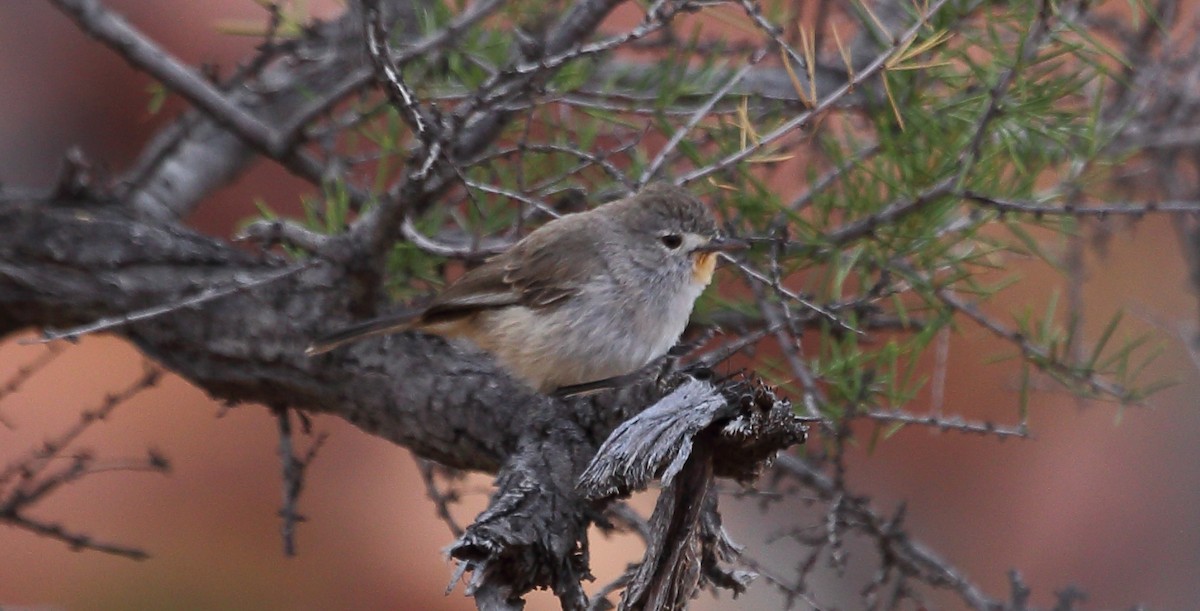 Redthroat - ML273115371