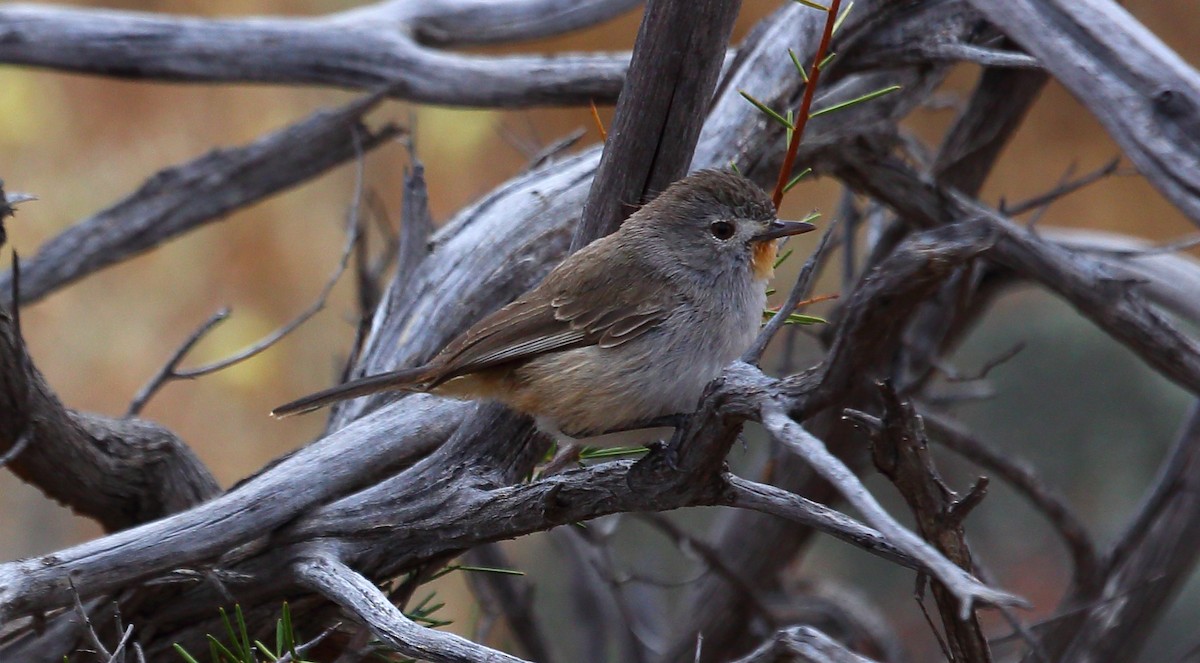 Redthroat - ML273115381