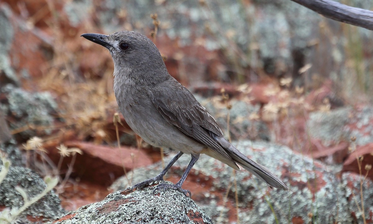 Gray Shrikethrush - ML273115431