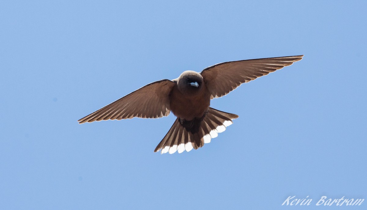 Little Woodswallow - ML273115441