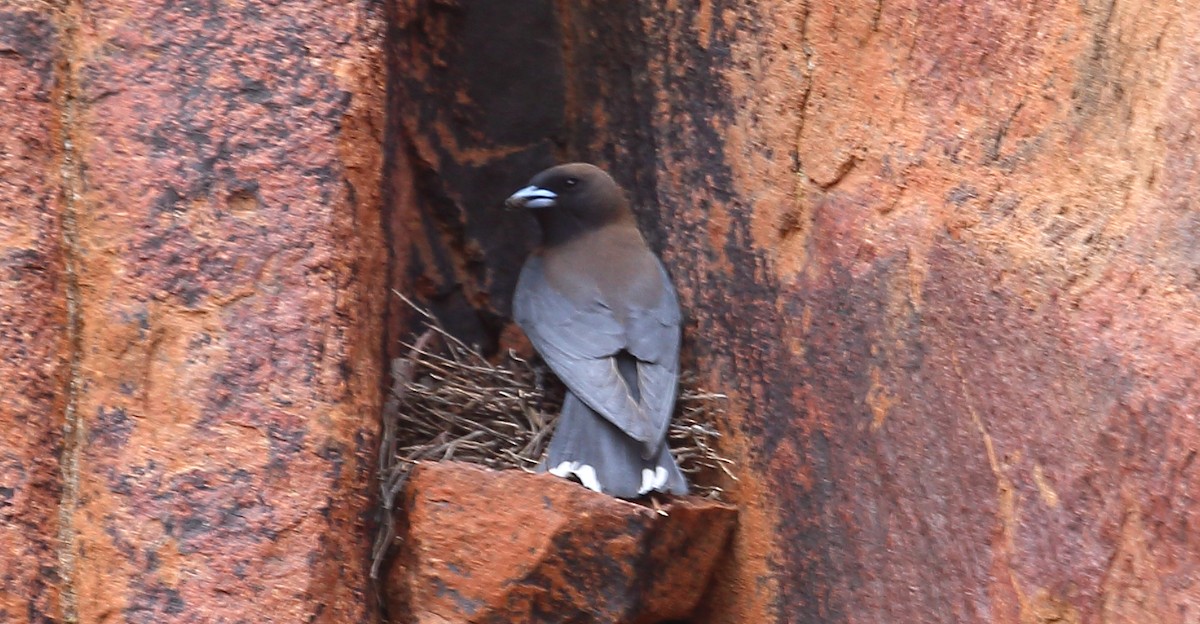 Little Woodswallow - ML273115451