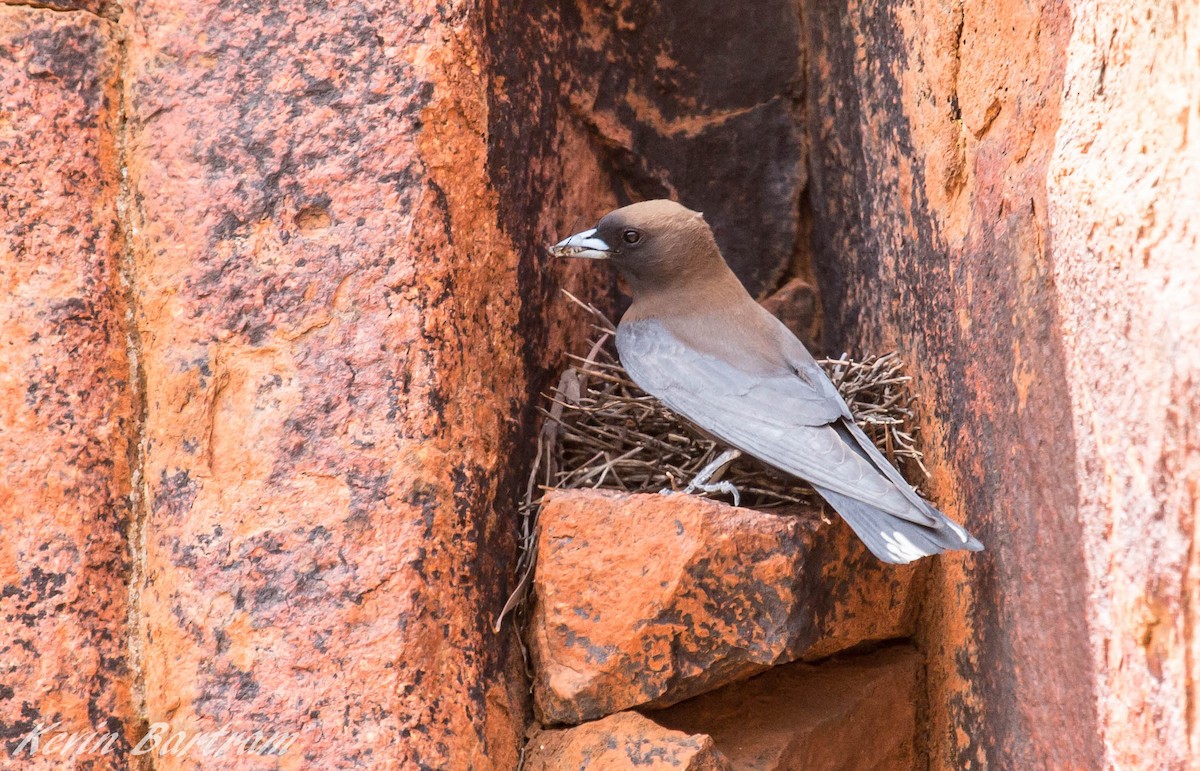 Little Woodswallow - ML273115461