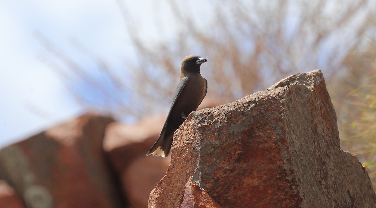 Little Woodswallow - ML273115471