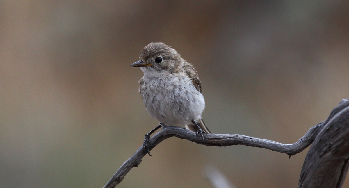 Red-capped Robin - ML273115481