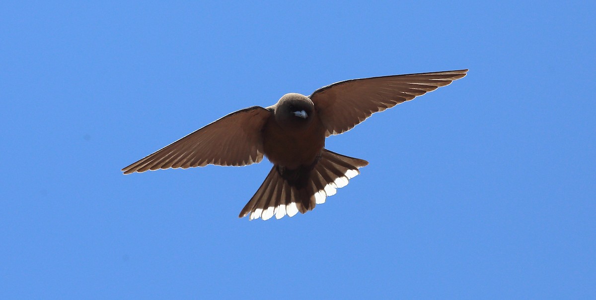 Little Woodswallow - ML273115491