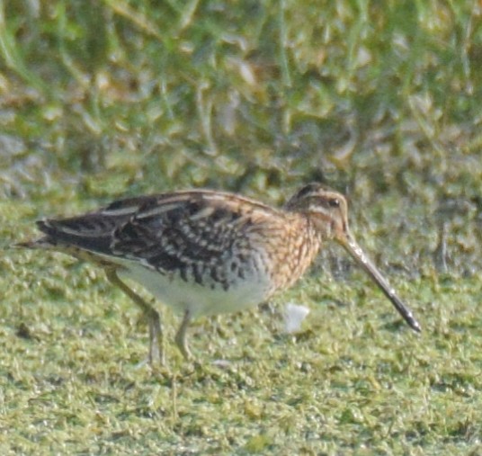 Common Snipe - Dr. Pankaj Chibber