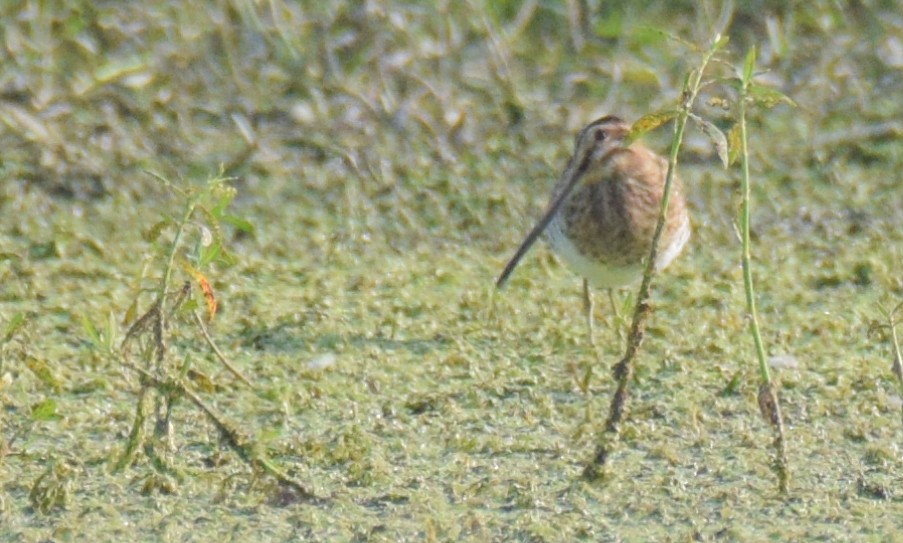 Common Snipe - ML273116501