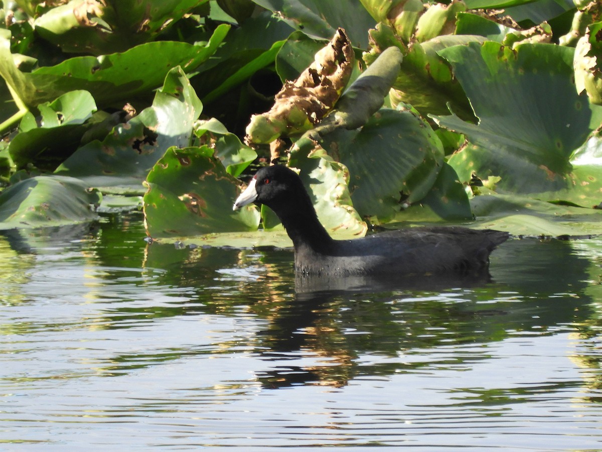 American Coot - ML273117121