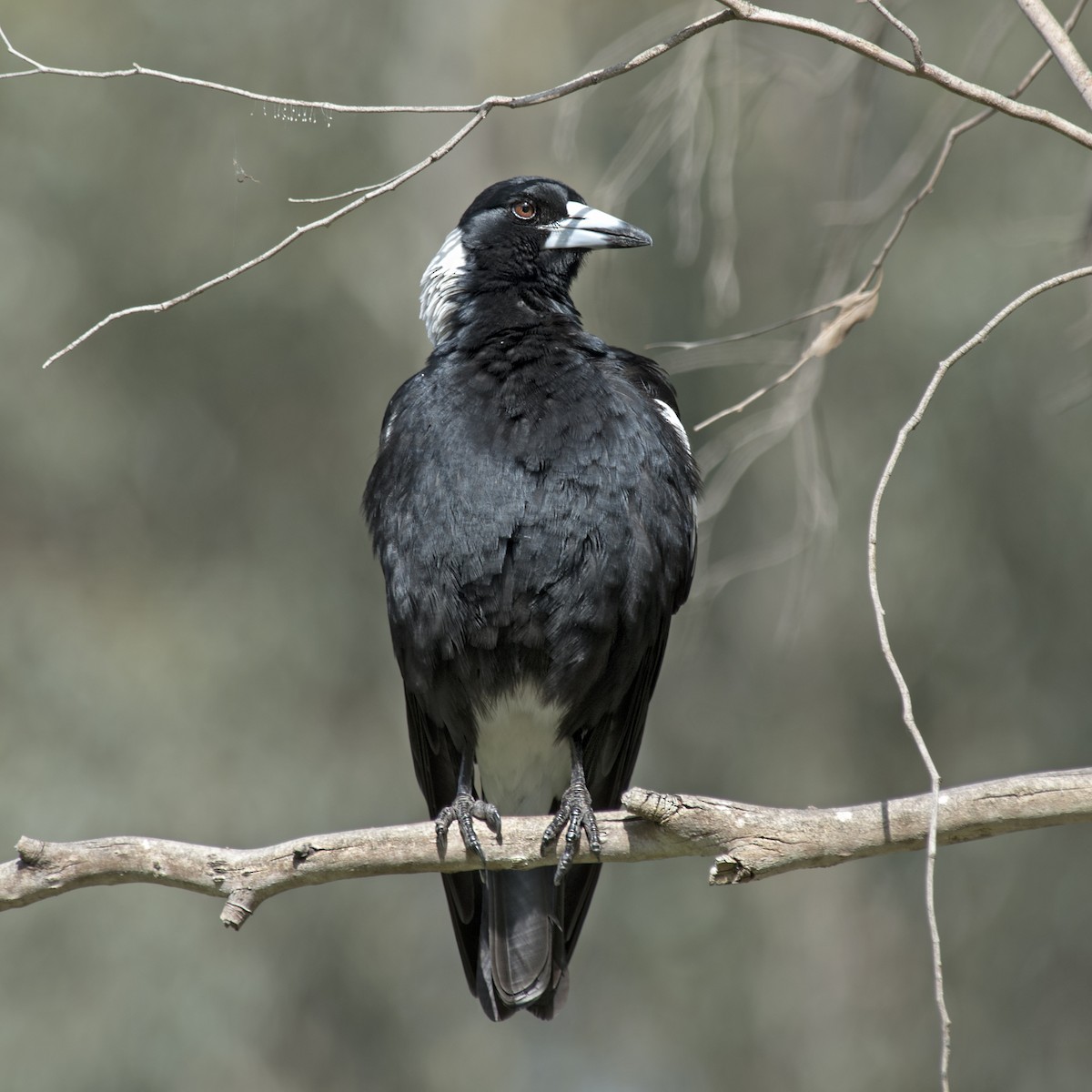 Australian Magpie (White-backed) - ML273118051