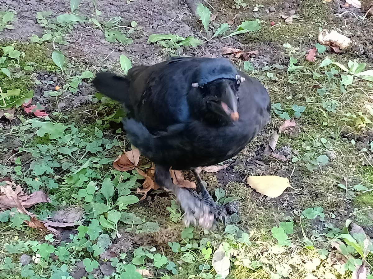 Corbeau à gros bec - ML273118851