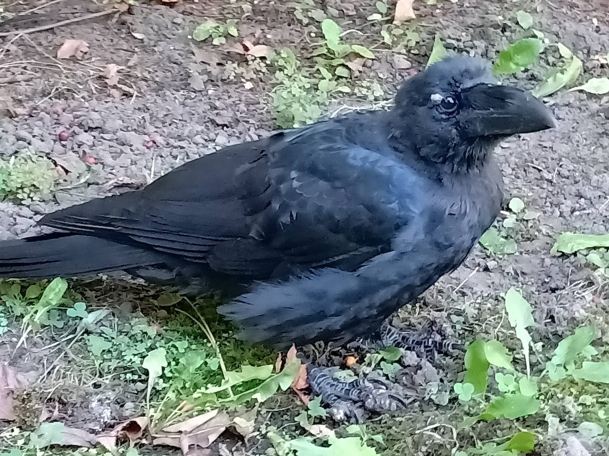 Corbeau à gros bec - ML273118891