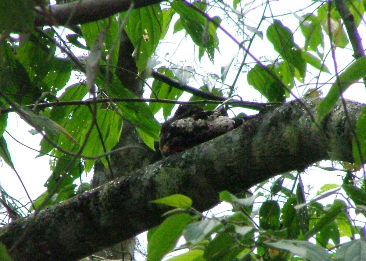 Rufous-bellied Nighthawk - ML273120401