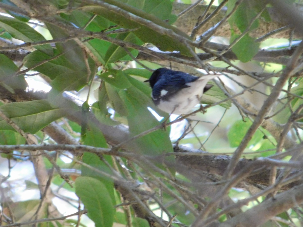 Black-throated Blue Warbler - ML27312061