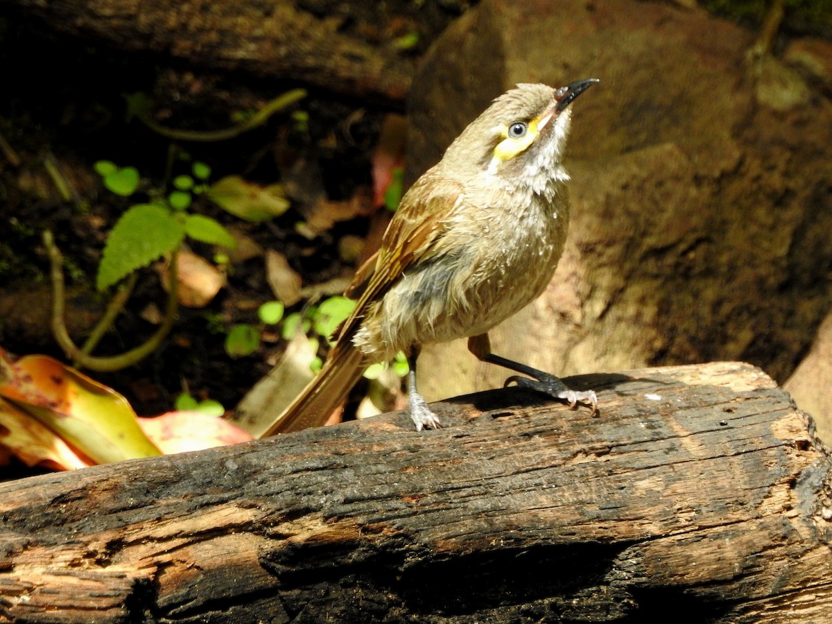 Yellow-faced Honeyeater - ML273120671